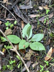 Pterostylis robusta