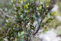 Pterocelastrus echinatus