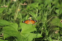 Danaus chrysippus