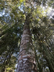 Phyllocladus trichomanoides