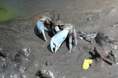 Macrophthalmus pacificus