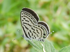 Tarucus balkanica
