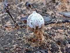 Tulostoma