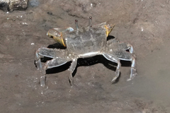 Macrophthalmus pacificus