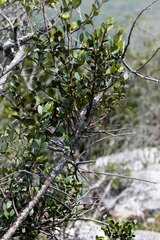 Pterocelastrus echinatus