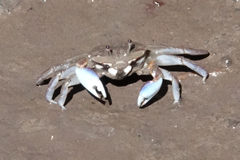 Macrophthalmus pacificus