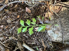 Phyllocladus trichomanoides