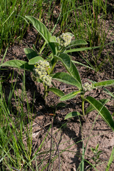 Raphionacme galpinii