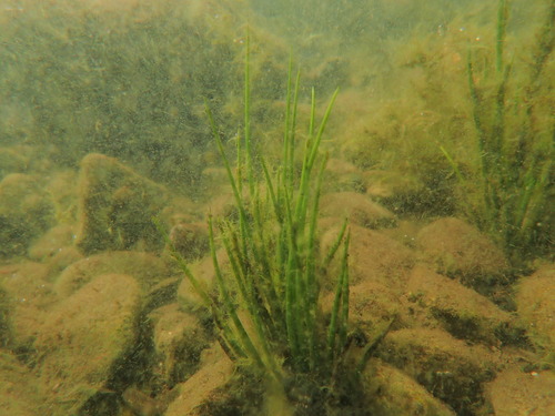 Image of Isoetes occidentalis by (c) Timothy McNitt, some rights reserved (CC BY)