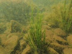 Isoetes occidentalis