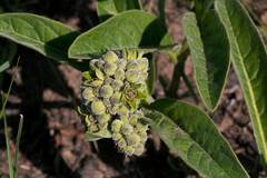 Raphionacme galpinii