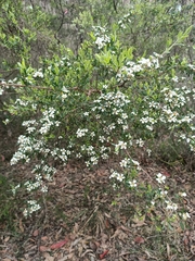 Leptospermum