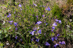 Rotheca hirsuta