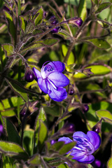 Rotheca hirsuta