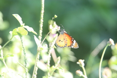 Danaus chrysippus