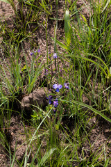 Rotheca hirsuta