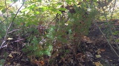 Juniperus communis depressa