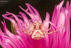 Thomisus citrinellus