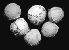 Isoetes occidentalis