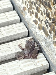 Eleutherodactylus planirostris