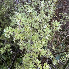 Leucopogon fasciculatus