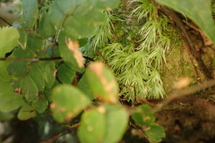Leucobryum javense