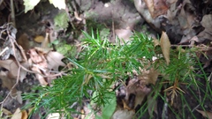 Juniperus communis depressa