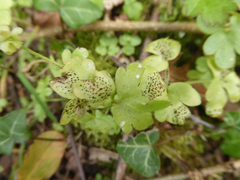 Adoxa moschatellina