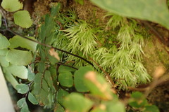 Leucobryum javense