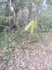 Acacia hubbardiana