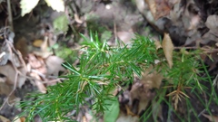 Juniperus communis depressa