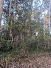 Acacia hubbardiana