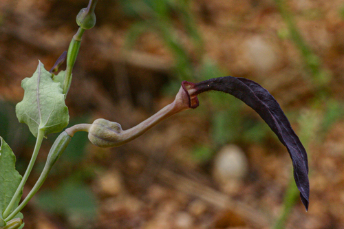 Aristolochia albida image