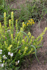 Senecio bupleuroides
