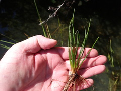 Isoetes occidentalis