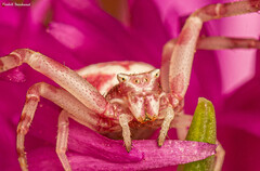 Thomisus citrinellus