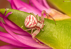 Thomisus citrinellus