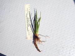 Isoetes occidentalis