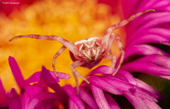 Thomisus citrinellus