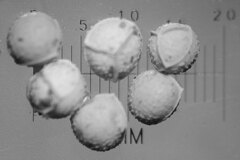 Isoetes occidentalis