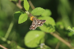 Spialia galba