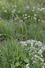 Senecio oxyriifolius