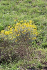 Senecio polyanthemoides