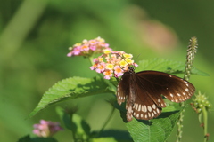 Euploea core