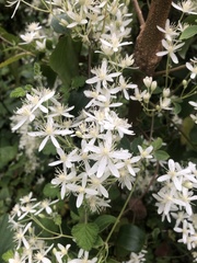 Clematis glycinoides