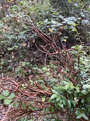 Calyptospora columnaris