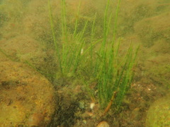 Isoetes occidentalis