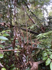 Calyptospora columnaris