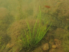 Isoetes occidentalis