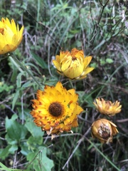 Xerochrysum